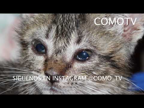 Video: Señales de que su gato puede tener problemas en los ojos