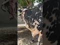 Eid e qurban| Qurbani| #song #love #artist #cow #edm #newsong #punjabi #hiphop #music #urdu