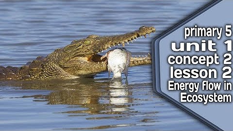 Science.Grade 5.Unit 1.Concept 2.Lesson 2. " Energy Flow in Ecosystem "First Term 2025 .شرح الساينس