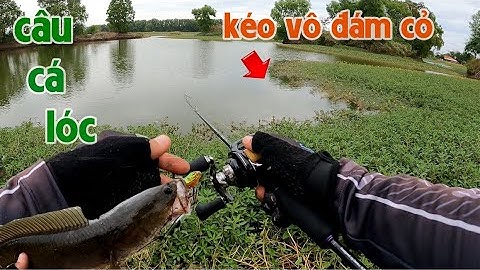 Câu Lure Cá Lóc ✅ Câu Cá Lóc Ao Thiên Nhiên Cá Táp Kéo Gục Cần | Tâm Râu Vlog #211