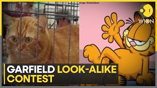 Hara cat wins Garfield look-alike competition | Trending News | WION