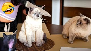 New Funniest Dogs And Cats 2024 😅 - Funniest pet of the week 41 (Funniest Universe)