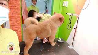 chow chow by Ariel Rivera 255 views 2 years ago 4 minutes, 36 seconds