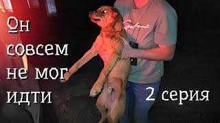 Щенок полз вдоль трассы и кричал от боли / продолжение истории щенка Емели/help save the puppy