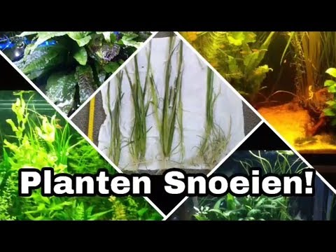 Video: Hoe Aquariumplanten Te Kweken?