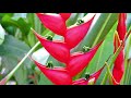 {Flower Cafe. 53} Heliconia stricta in SINGAPORE / Kiss the sky, Aakash Gandi