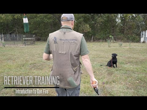 Video: Hur tränar man en revolverhund?