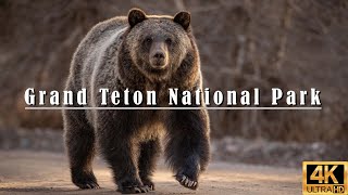 One Week in Grand Teton National Park - Wildlife & Landscapes
