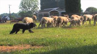 How Sheepdog Trials Relate to Practical Farm Work