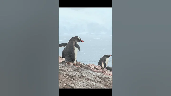 Day in the life of a penguin! #antarctica #penguins #gentoo
