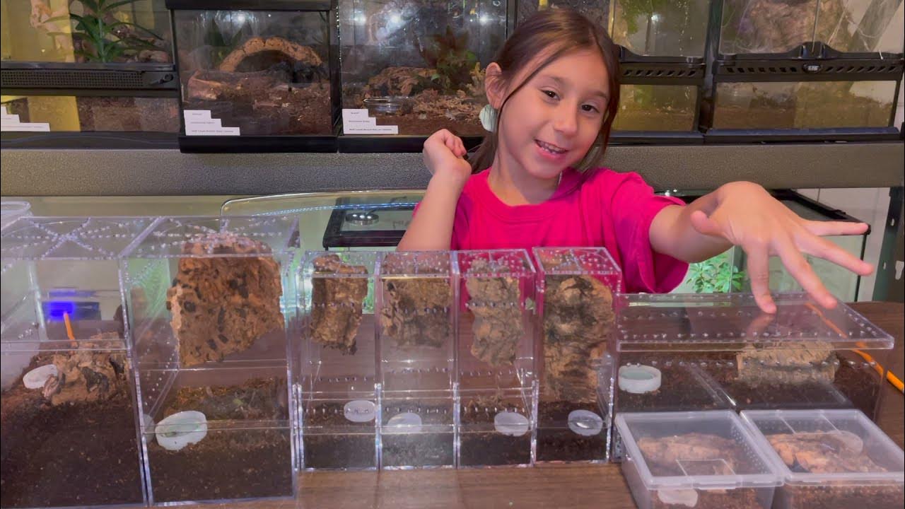 LAS VEGAS REPTILE EXPO TARANTULA CACHE YouTube