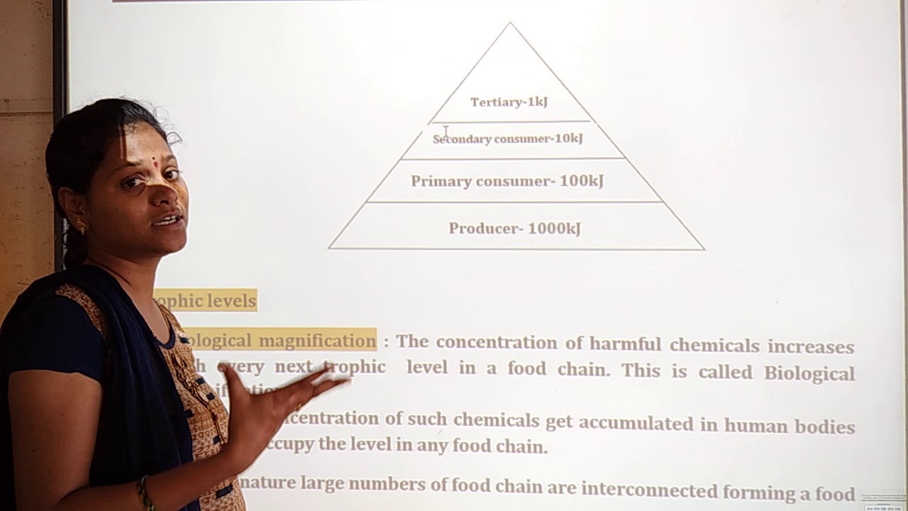 Class 10th Science Our Environment 2 Trophic Level YouTube