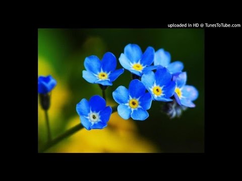 კესანები / kesanebi / valeri qasoevi / ვალერი ქასოევი