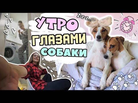 УТРО ГЛАЗАМИ СОБАКИ&#55357;&#56374;