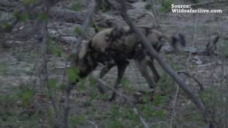 African wild dogs chase leopards - Safari Live