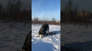 - Ты что застрял? Нет я просто отдыхаю. 🙂 #husky #play #snow