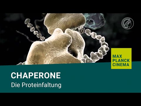 Chaperone - die Proteinfaltung