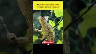 Ящерица
