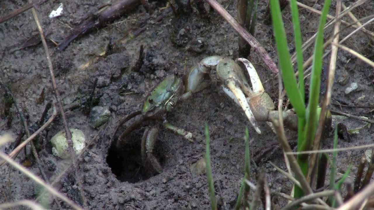 Fiddler crabs fighting. Two male Gulf Mud Fiddler crabs, Uca