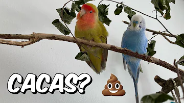 ¿Se puede enseñar a un pájaro a hacer caca?