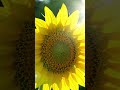 flower 🌼 #ai #aivideo #viral #shorts #reels #trending #fyp