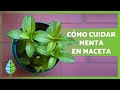 CUIDADOS de la MENTA en MACETA 🌿 ¡Poda, riego, reproducción y MÁS!