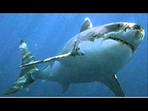 Great White Creationism
