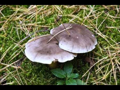 Грибы рядовки под иголками хвои. Собираем осенью и зимой!