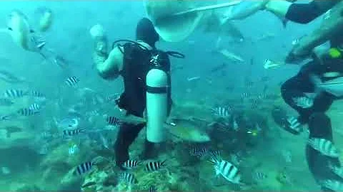 5 m TIGERSHARK almost bites divers head off in Fiji