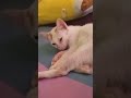 CimuT mana ya..?#catlover#cat #imut #kucing @IdaHasdar