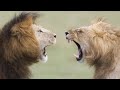 Львы - самые сильные животные Африки
