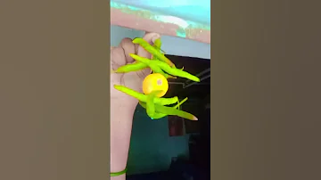 Ghar Ke Bahar Nimbu Mirchi Tangne Ka Karan Kya Hai Pandit Pradeep Ji Mishra Shortvideo 