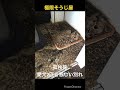 ※閲覧注意　孤独死　愛犬2匹と悲しい別れ　#shorts