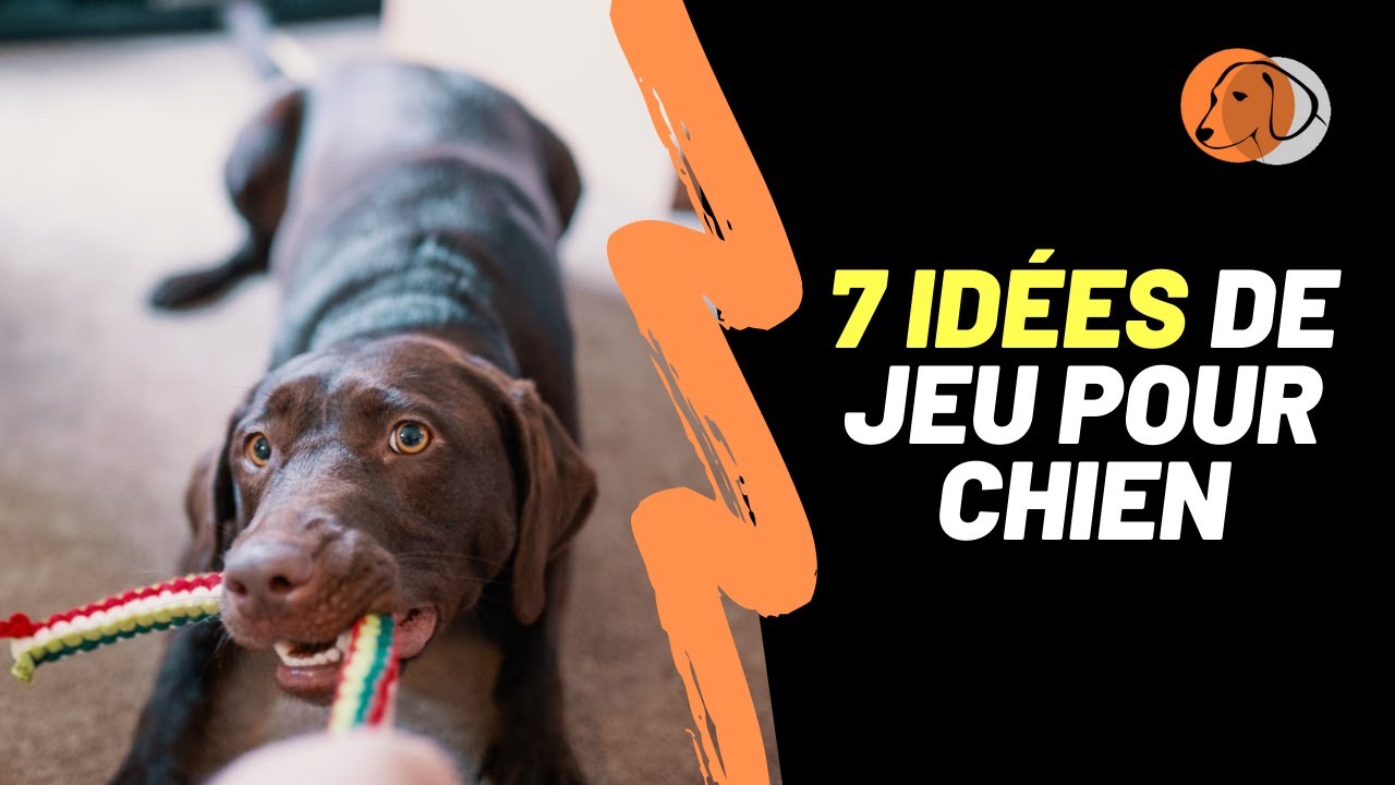 7 idées de jeu pour divertir son chien et améliorer son obéissance