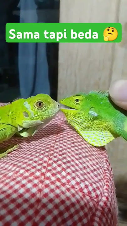 Beby iguana & bunglon surai sekilas mirip namun berbeda #reptil #exotic #iguana #kadal #bunglon