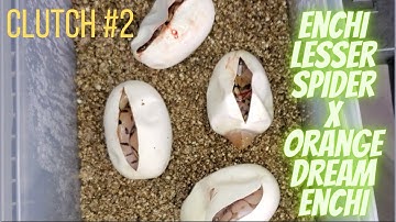 Ball Python 2021 Egg Cutting: Enchi Lesser Spider x Orange Dream Enchi
