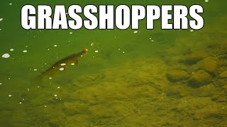 Grasshoppers on the Side - Fly Fishing BIG Grasshoppers for Big Brown Trout
