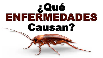 ¿Qué insectos pueden confundirse con cucarachas?