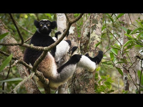 Lemur Indri (Indri indri) calling in Andasibe-Mantadia national park in Madagascar
