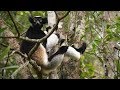 Lemur indri indri indri calling in andasibemantadia national park in madagascar