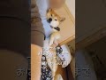 起こさないようにそっと撮影しています　#柴犬  #shiba　#柴犬動画  #おばあちゃん　#shorts