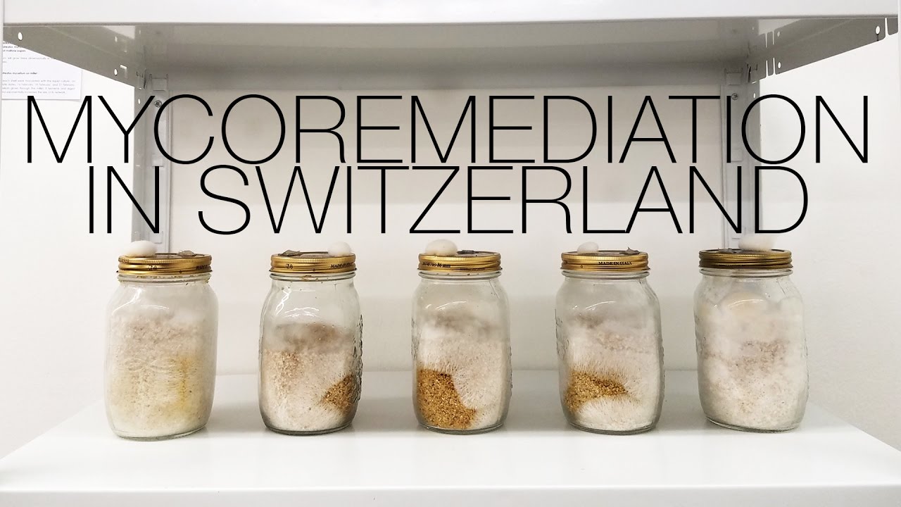 Radical Mycology Mycoremediation Lab at Le Commun in Switzerland