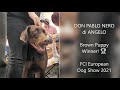 Don Pablo Nero di Angelo / European Brown Doberman Puppy Winner! FCI EU Dog Show, HU (2021 Dec 30)