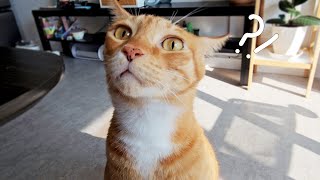 뭐?! 우리집에 침입자가 있다고?! | 고양이 브이로그 | cat vlog by 전자 고양이 솜뭉치 1,018 views 7 months ago 4 minutes, 37 seconds