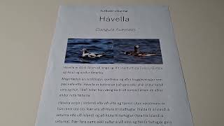 Furðudýr vikunnar - Hávella