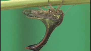 Vibrational Signals Transmitted through Plants: Treehoppers