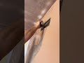 Untitled video