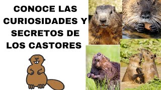 curiosidades y secretos de los castores #curiosidades #animal #cosasquenosabias