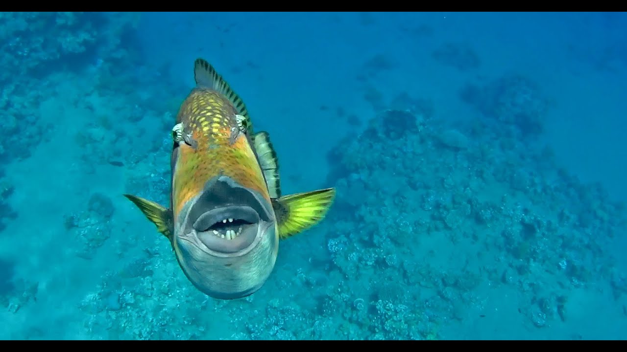 AGGRESSIVE TITAN TRIGGERFISH, RED SEA, FREEEDIVING - YouTube