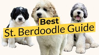 Best St. Berdoodle Guide 📃🔴 2023 🔴